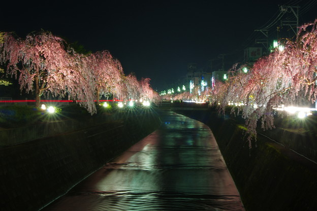 倉津川の夜桜