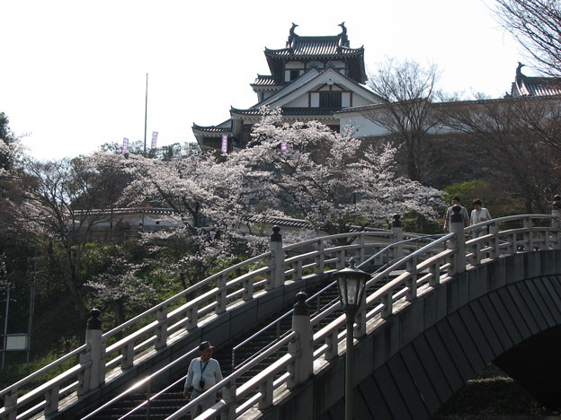 福知山城の桜