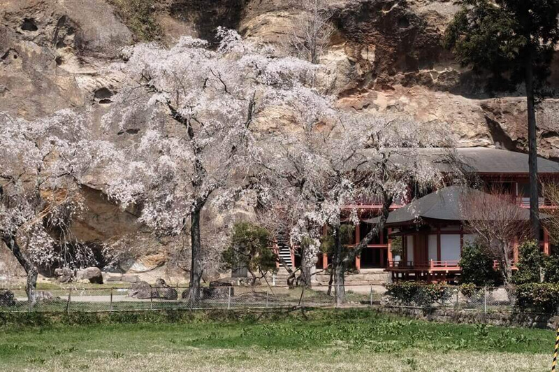 達谷窟毘沙門堂の桜