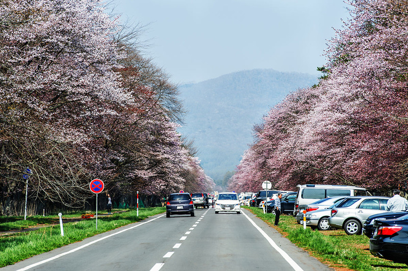 二十間道路の桜並木