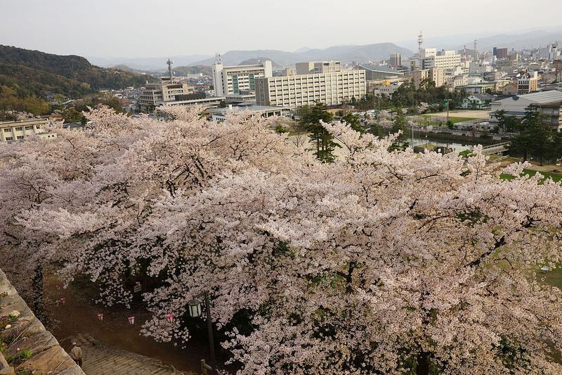 鳥取城跡・久松公園の桜