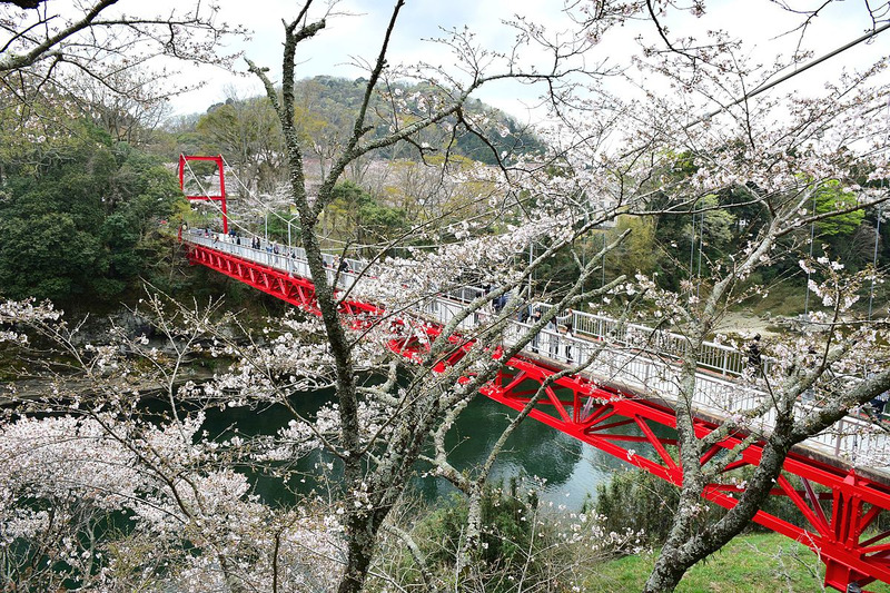 桜淵公園のつり橋と桜