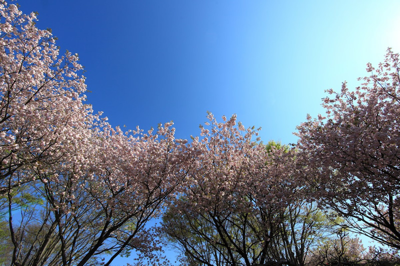 天平の丘公園の桜