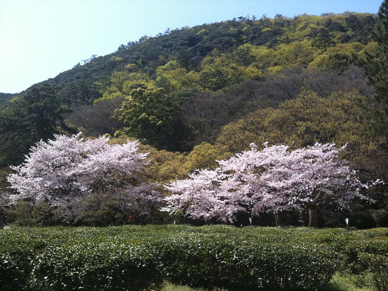 栗林公園の桜