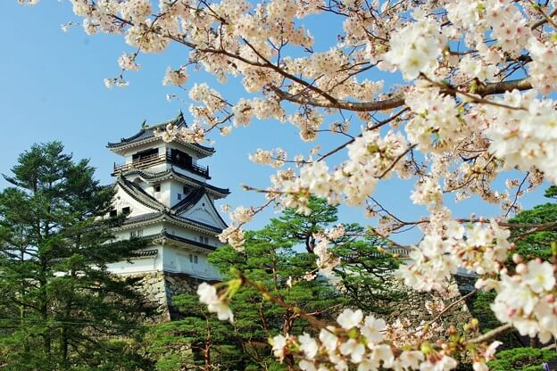 高知城の桜
