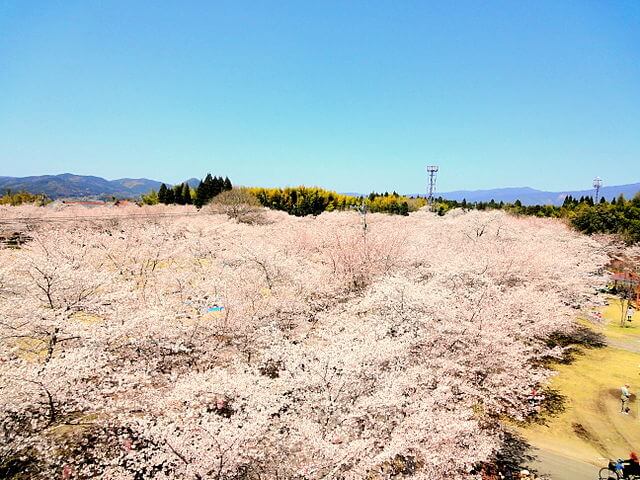 忠元公園の桜並木