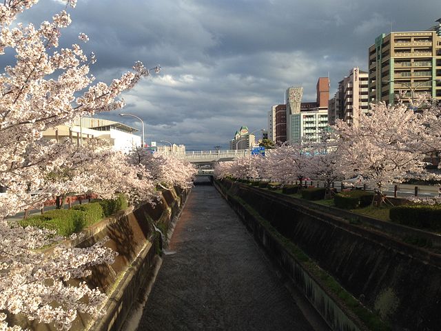 生田川に咲く桜
