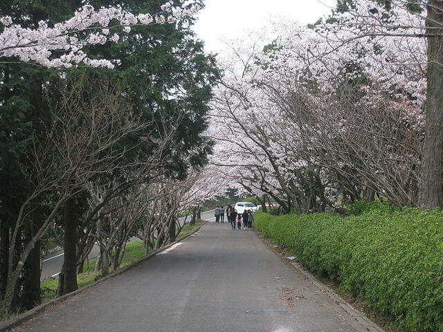 Cherry blossom street in Tachibana shrine