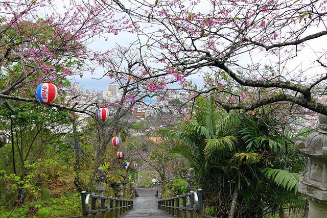 Cherry blossom in Nago Castle.