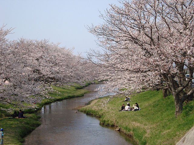 玉湯川堤の満開の桜