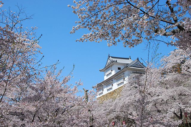 Collaboration of the 1k cherry blossoms and Tsuyama Castle