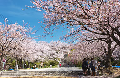 Cherry blossoms in Noshi Park