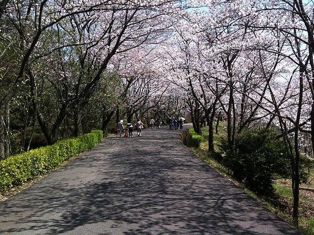 公渕森林公園のメインストリートの桜