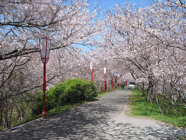 宮川堤の満開の桜