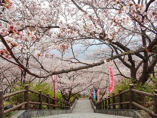 Cherry blossoms in Oboshi Park