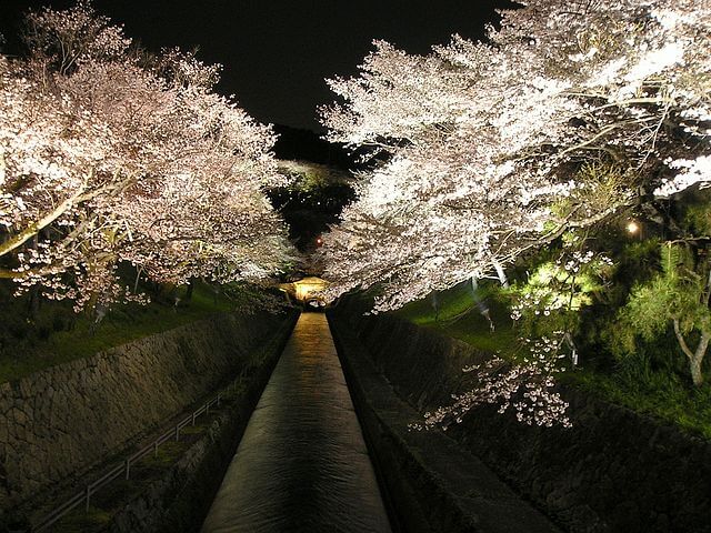 琵琶湖疏水の夜桜