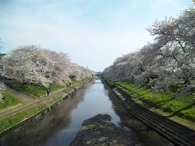百十郎桜