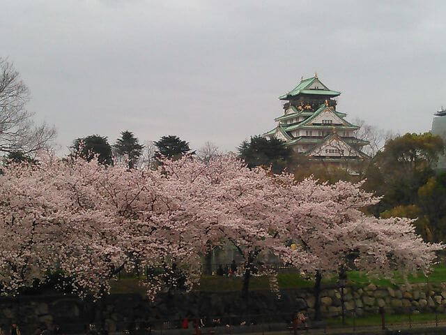 Osaka Castle with full cherry blossoms