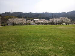 七尾市希望の丘公園にある桜広場