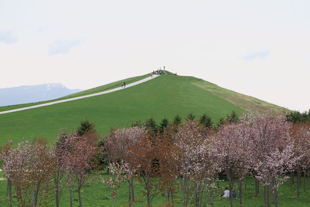モエレ山の桜