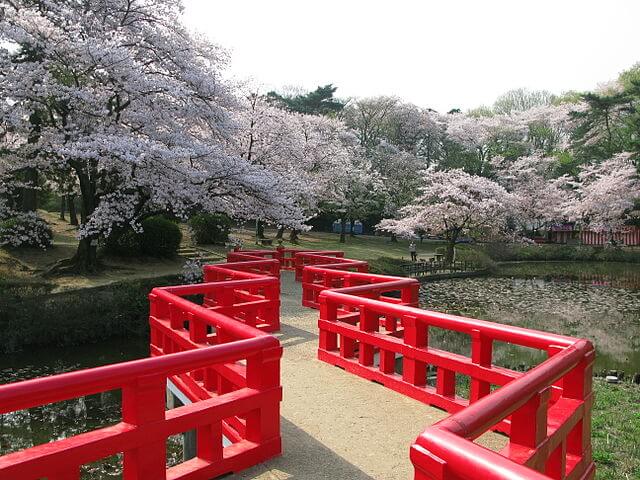 岩槻城址公園内の八ッ橋から眺める桜の風景