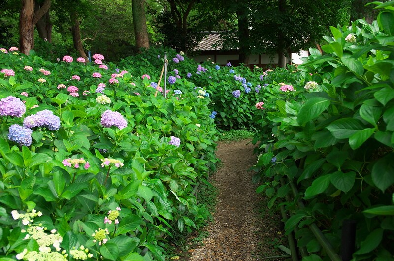 藤森神社の紫陽花園