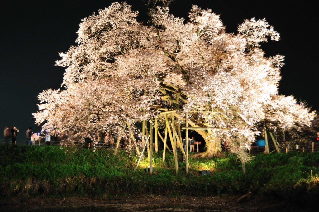 浅井の一本桜のライトアップ