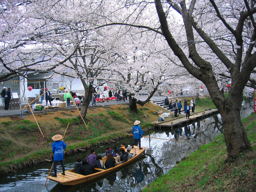 新河岸川の桜並木と舟
