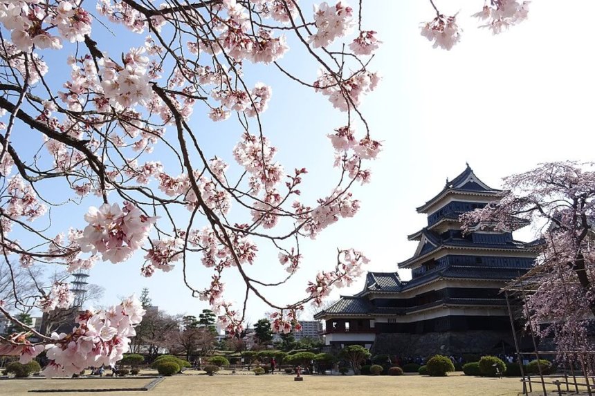 松本城天守閣と桜のコラボ