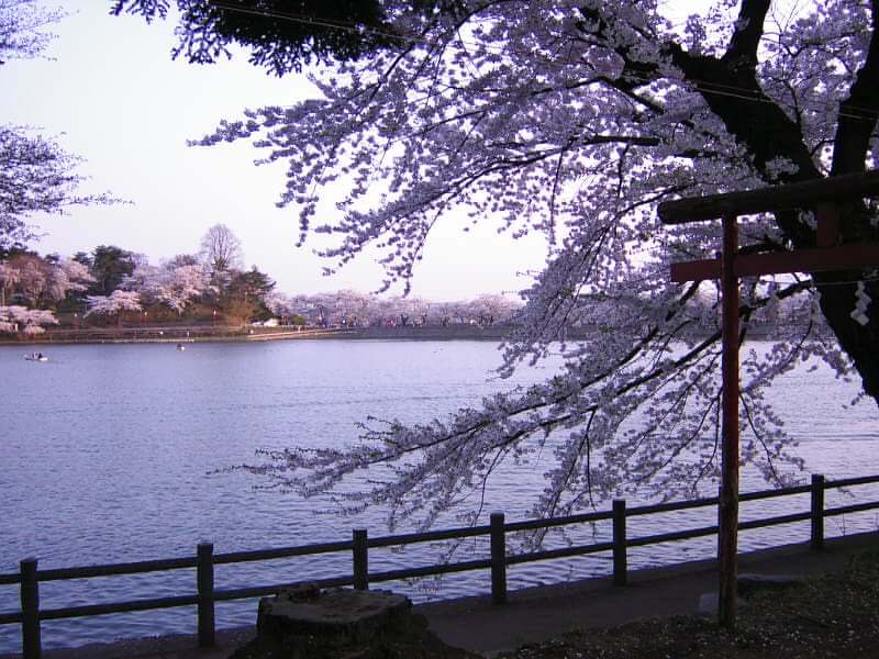 高松公園内の池に咲く満開の桜