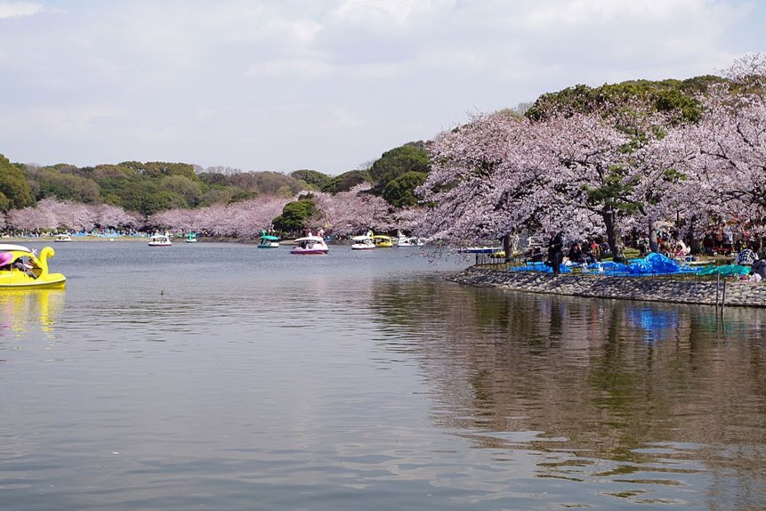 明石公園の剛の池を囲む桜並木