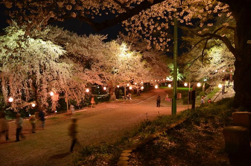 烏帽子山公園の夜桜