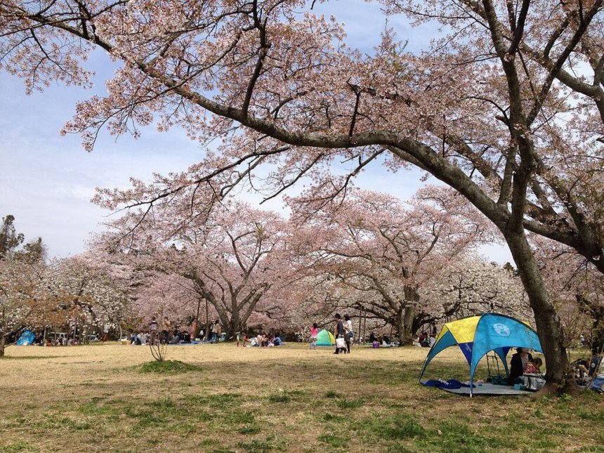 三神峯公園の満開の桜