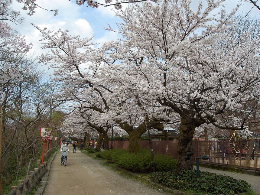 高岡古城公園の満開の桜