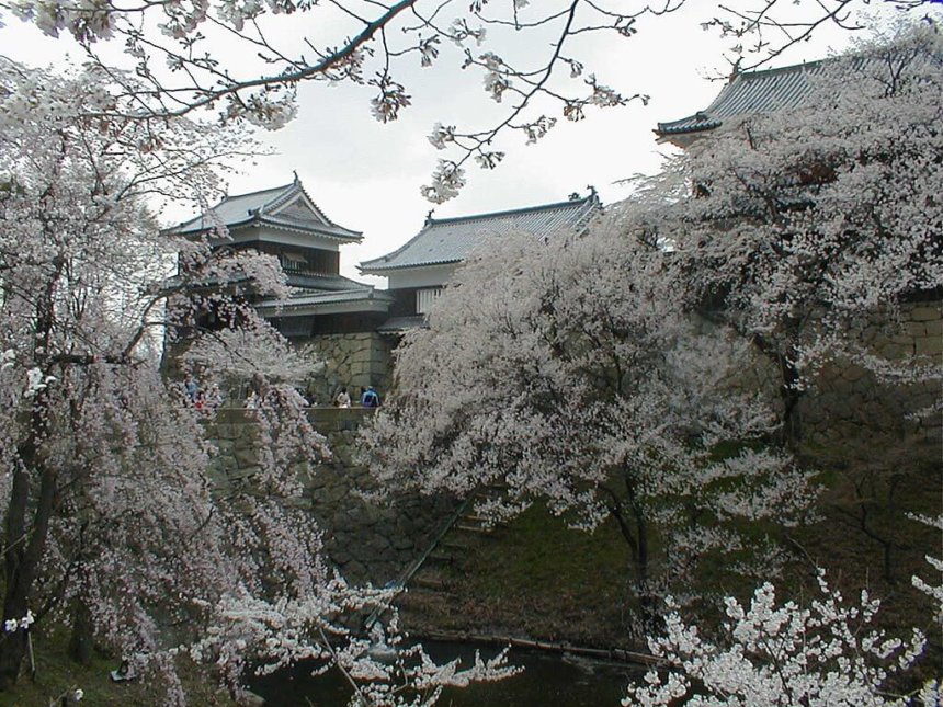 上田城の満開の桜