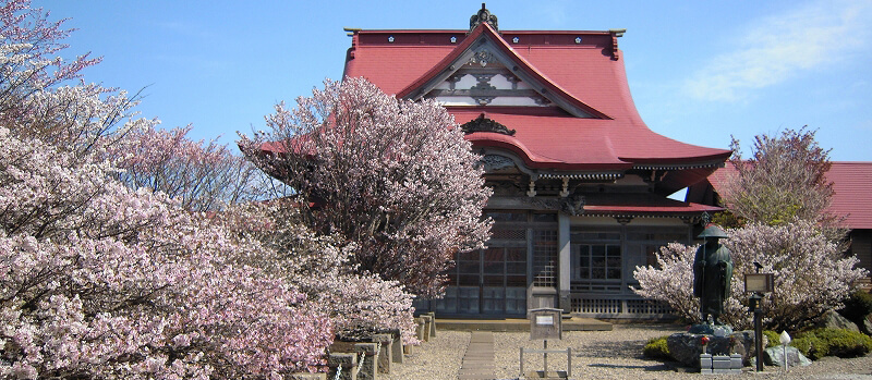 護国山清隆寺に咲く満開の桜