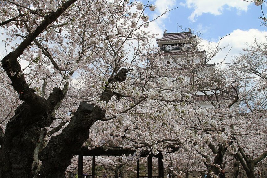 鶴ヶ城に咲く満開の桜
