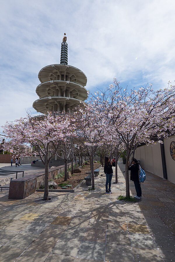 ジャパンタウンに咲く桜の花