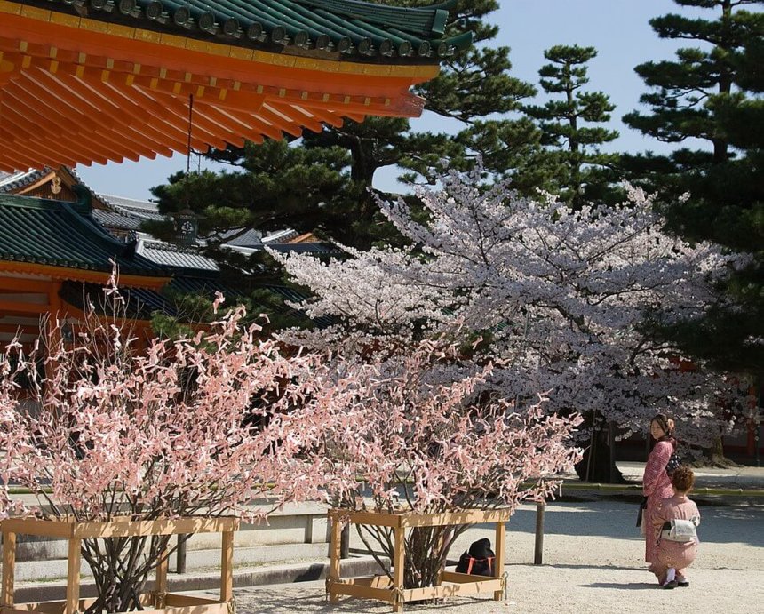 平安神宮の桜の風景