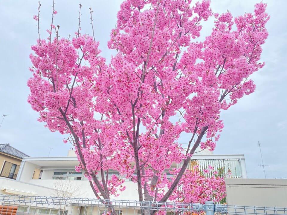 国立市クムクム保育園の桜