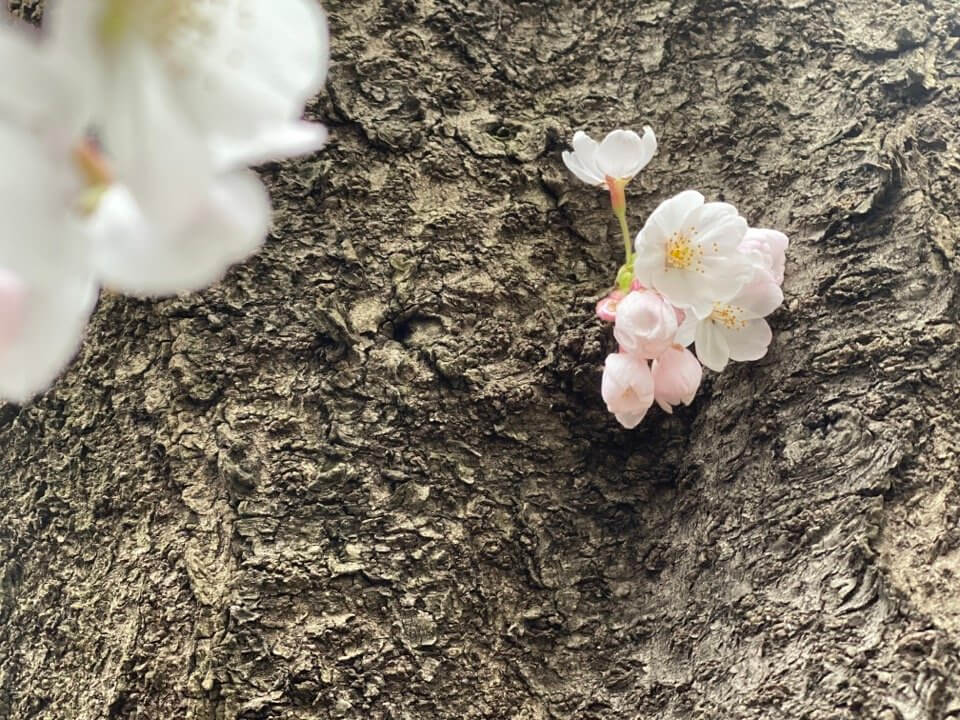 咲いたばかりの桜