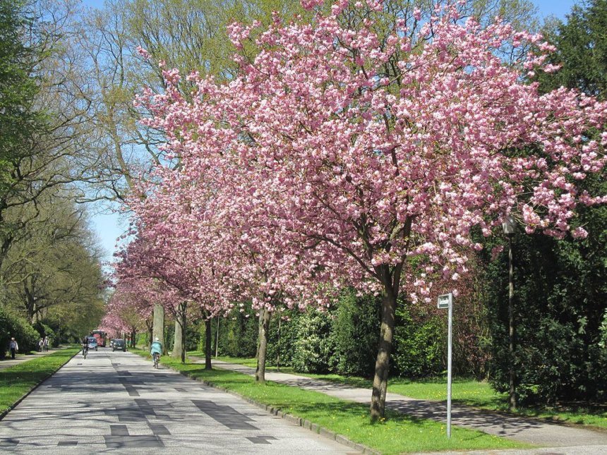 オールスドルフ墓地に咲く桜並木