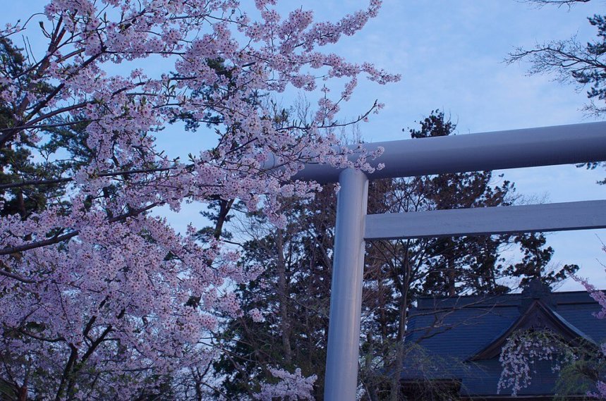 本荘公園の満開の桜