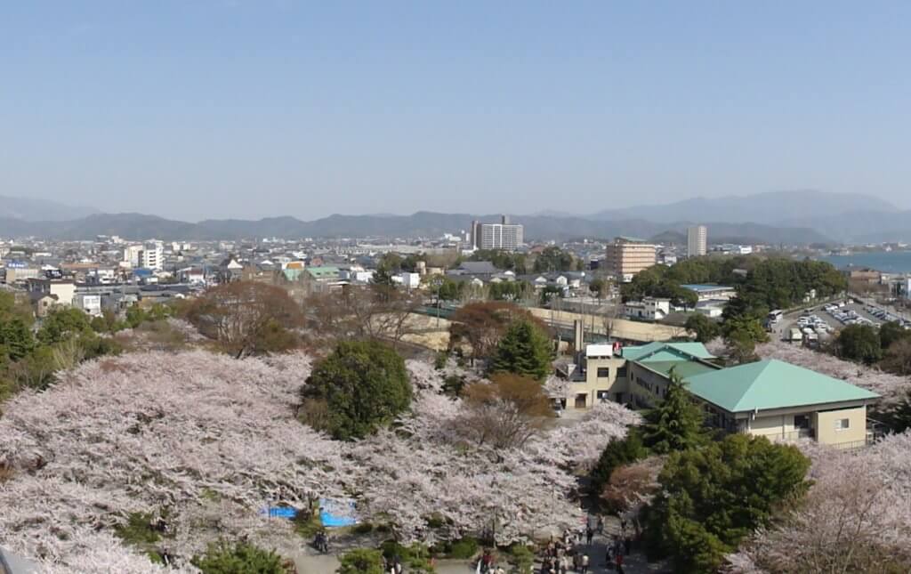 長浜城天守閣から見下ろす桜の海
