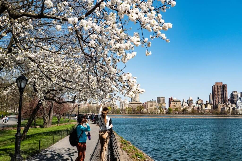 ニューヨークの桜が咲く風景