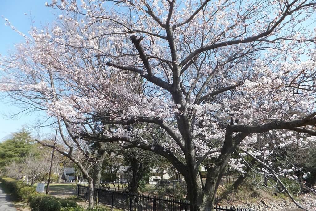 明石公園の敷地の桜