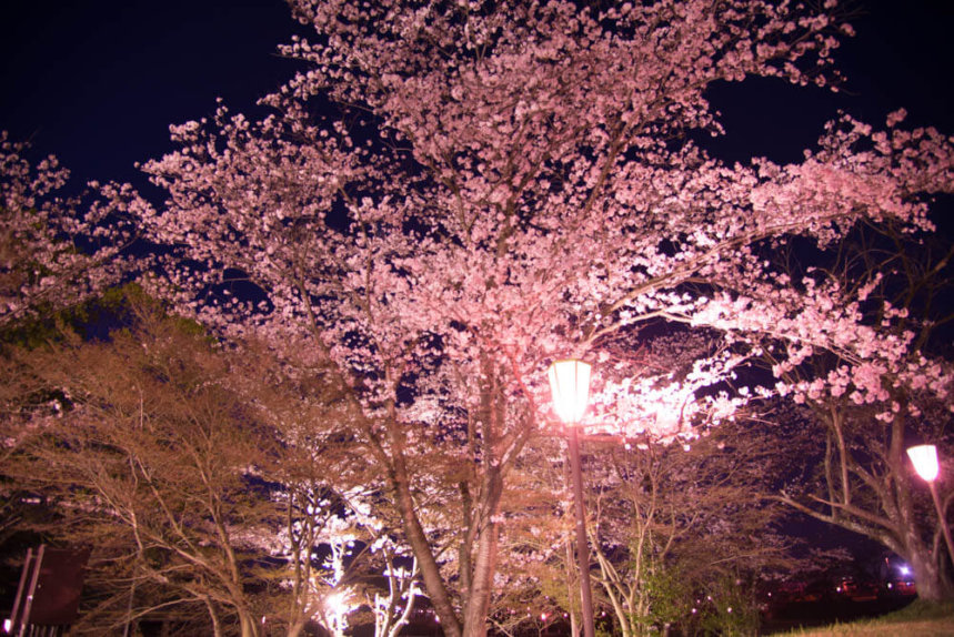 にごり池自然公園の夜桜