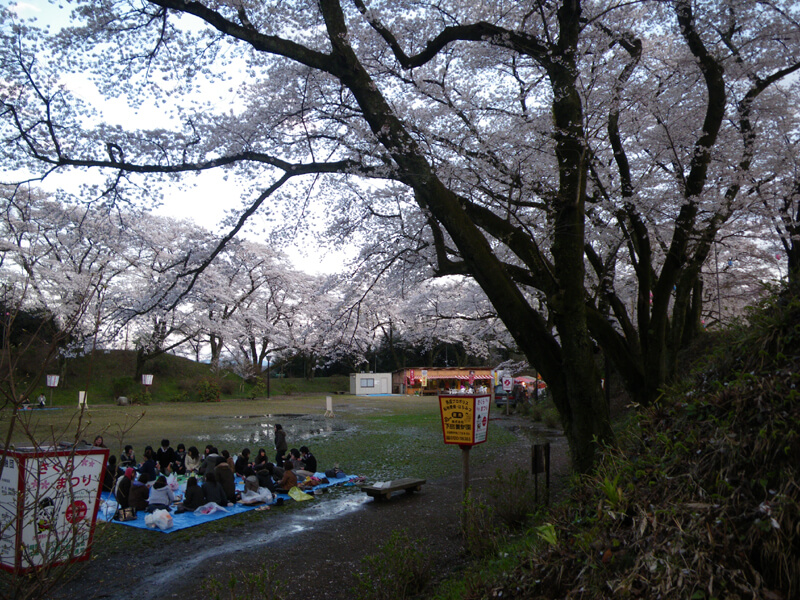 大田原城跡の桜