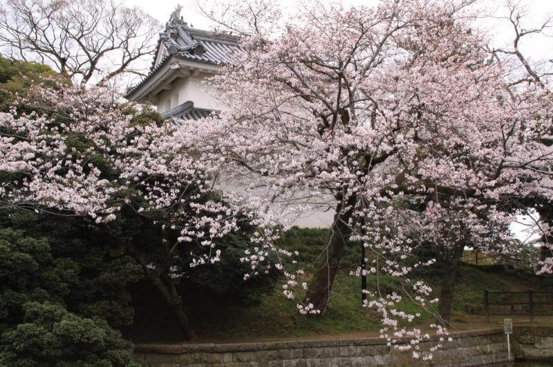 亀城公園の櫓と桜