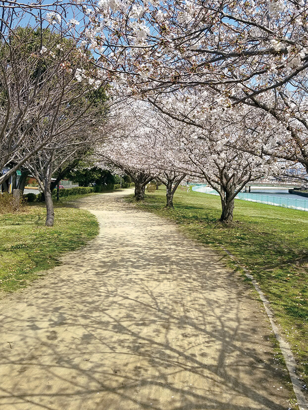 和歌川河川公園の桜の様子